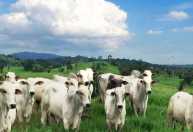 Aftosa na China: surto em rebanho pode forçar revisão de cotas para carne brasileira