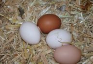 Galinhas voltam a botar ovos com o fim da Quaresma? É mito ou verdade?