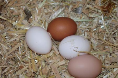 Ovos