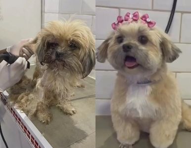 Montagem com fotos do antes e depois de cadela resgatada.