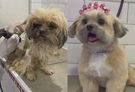 Cadela aparece em portão todos os dias e é adotada por nova família