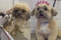 Cadela aparece em portão todos os dias e é adotada por nova família