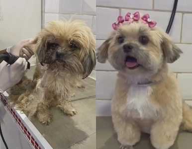 Montagem com fotos do antes e depois de cadela resgatada.