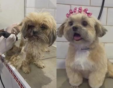 Montagem com fotos do antes e depois de cadela resgatada.