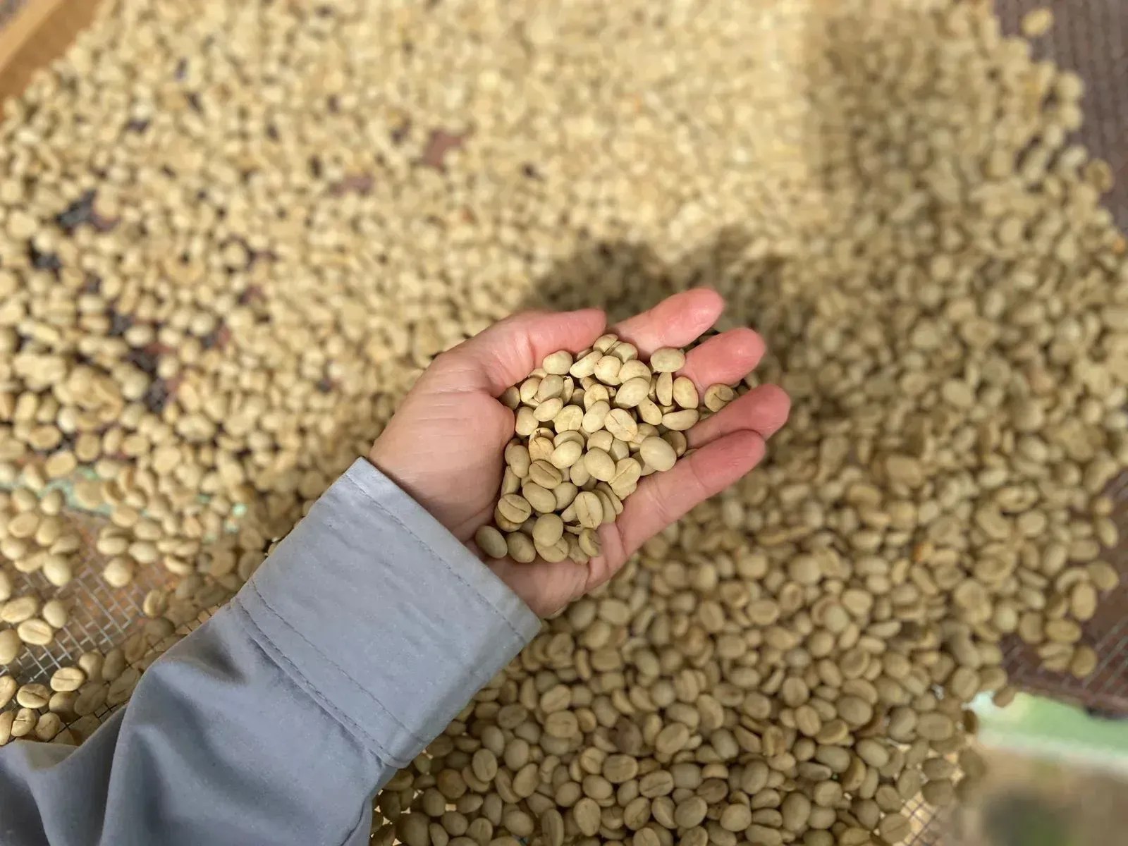 Epamig inicia venda de sementes de café para a safra 2025/2026