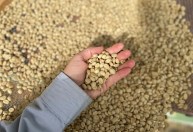 Epamig inicia venda de sementes de café para a safra 2025/2026