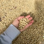 Epamig inicia venda de sementes de café para a safra 2025/2026