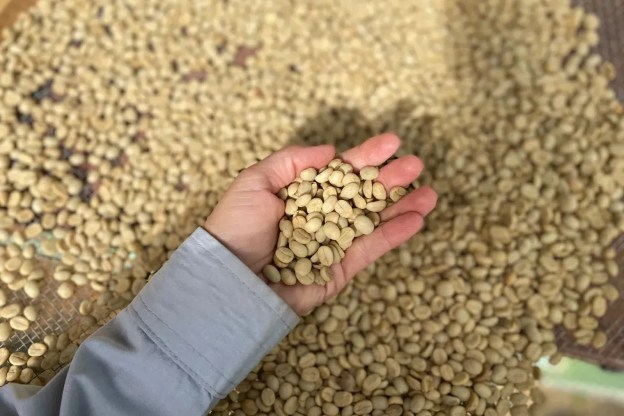 Epamig inicia venda de sementes de café para a safra 2025/2026