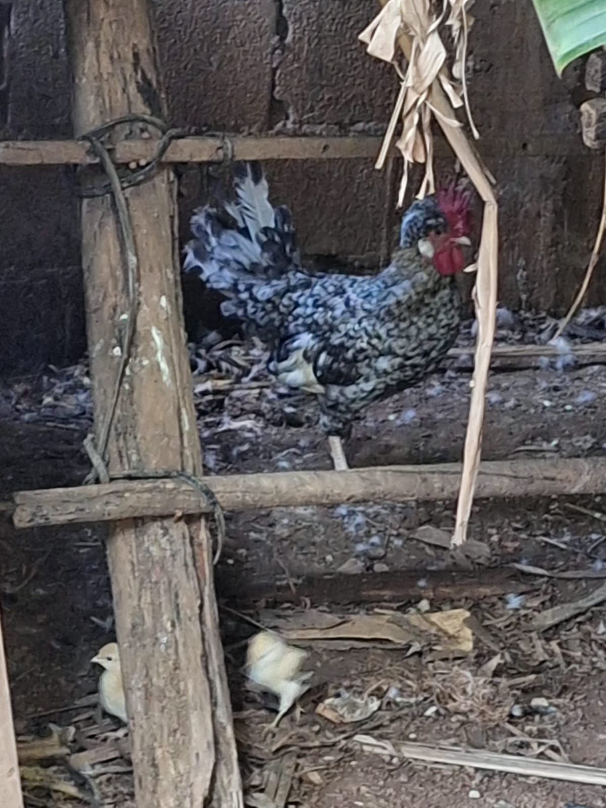 Câmara de Guaxupé aprova novas regras para criação de aves urbanas