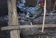 Câmara de Guaxupé aprova novas regras para criação de aves urbanas