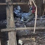 Câmara de Guaxupé aprova novas regras para criação de aves urbanas