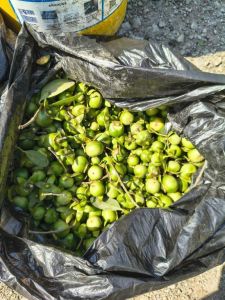 Frutos de mangue maçã • Ibama