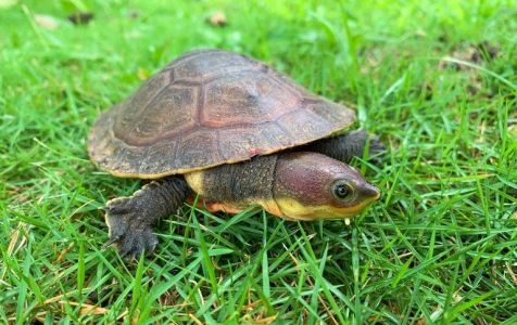 Espécies de cágados ameaçada de extinção em cima de grama verde