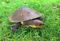 Pesquisa identifica bactérias e antibióticos em animais de floresta nacional no Espírito Santo