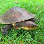 Pesquisa identifica bactérias e antibióticos em animais de floresta nacional no Espírito Santo