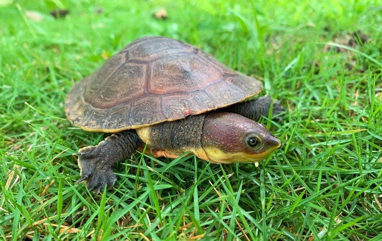 Pesquisa identifica bactérias e antibióticos em animais de floresta nacional no Espírito Santo
