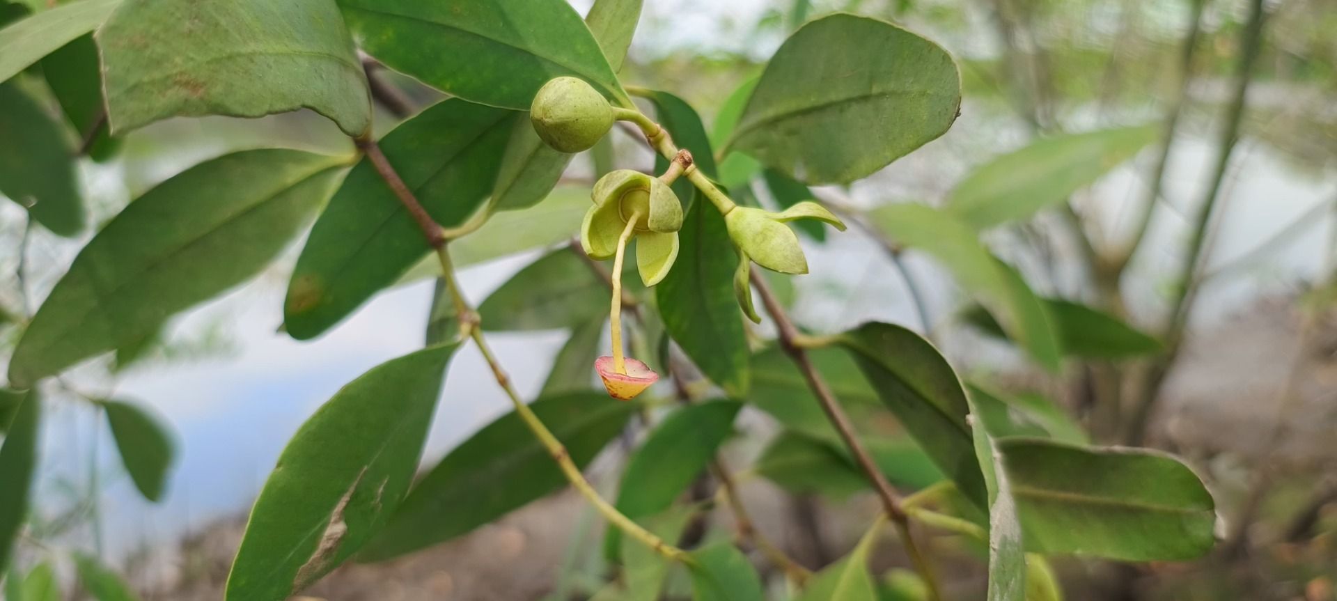Drones e inteligência artificial são utilizados para conter espécie invasora mangue maçã em SP