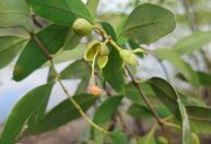 Drones e inteligência artificial são utilizados para conter espécie invasora mangue maçã em SP