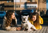 Pets: estado de Nova York avalia desconto em impostos para tutores