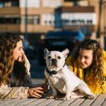 Pets: estado de Nova York avalia desconto em impostos para tutores