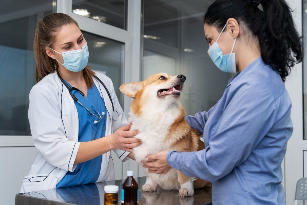 Veja como reduzir o estresse de cães e gatos durante as consultas
