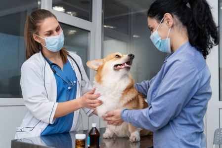 veterinario