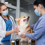 Veja como reduzir o estresse de cães e gatos durante as consultas