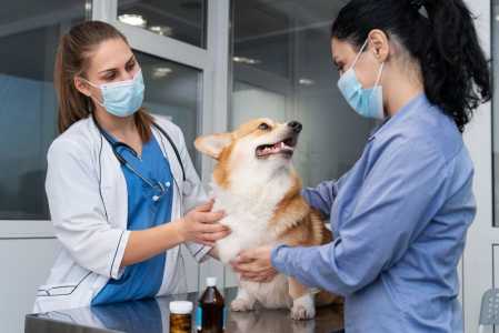 veterinario