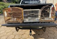 Polícia Militar de Meio Ambiente apreende 254 aves no Sul de Minas
