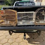 Polícia Militar de Meio Ambiente apreende 254 aves no Sul de Minas