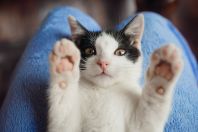 Por que os gatos gostam de dormir em cima dos tutores?