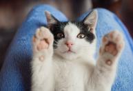 O que significa quando o gato dá mordidinhas enquanto recebe carinho?