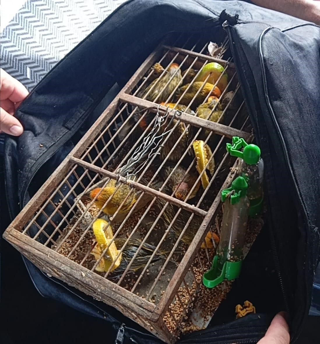 PM de Meio Ambiente prende homens que usavam ônibus para tráfico de animais