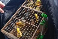 PM de Meio Ambiente prende homens que usavam ônibus para tráfico de animais