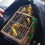 PM de Meio Ambiente prende homens que usavam ônibus para tráfico de animais