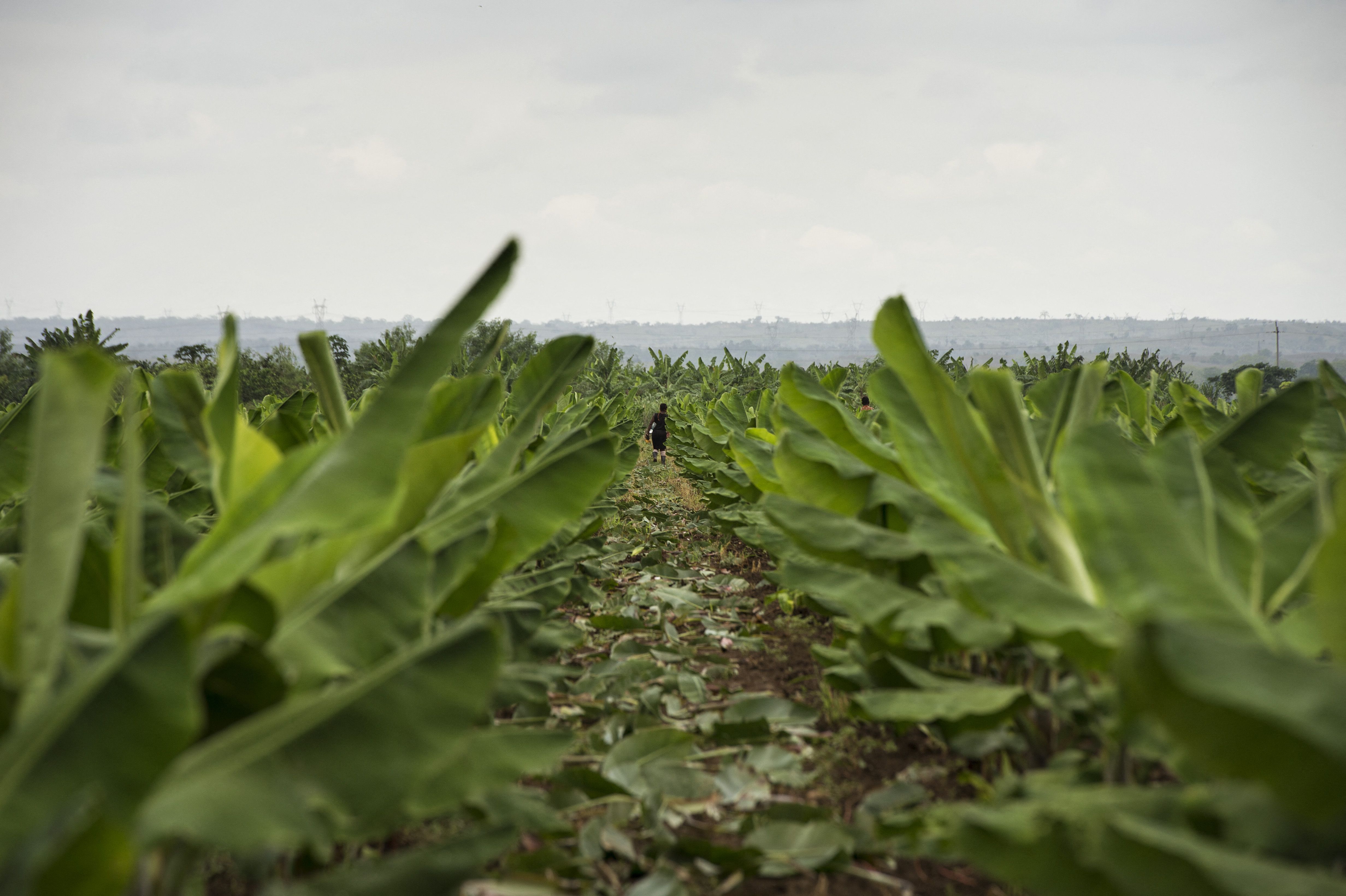 1º de abril: as mentiras que contam sobre o agro e que muita gente ainda acredita