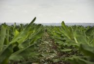 1º de abril: as mentiras que contam sobre o agro e que muita gente ainda acredita