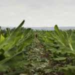 1º de abril: as mentiras que contam sobre o agro e que muita gente ainda acredita