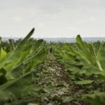 1º de abril: as mentiras que contam sobre o agro e que muita gente ainda acredita