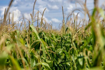 Dia do Milho: Brasil consolida posição de 2º maior exportador global com safra histórica