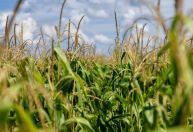 Dia do Milho: Brasil consolida posição de 2º maior exportador global com safra histórica