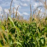 Dia do Milho: Brasil consolida posição de 2º maior exportador global com safra histórica