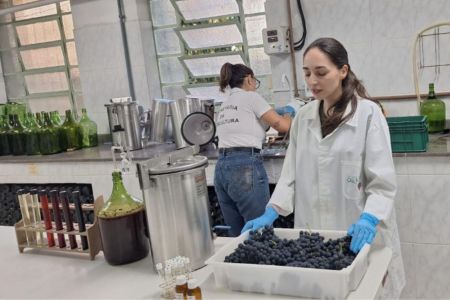 Com safra recorde à vista, laboratório conclui o 'DNA' dos vinhos do RS em 2026