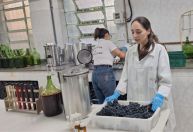 Com safra recorde à vista, laboratório conclui o 'DNA' dos vinhos do RS em 2026