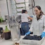 Com safra recorde à vista, laboratório conclui o 'DNA' dos vinhos do RS em 2026