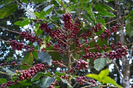 Governo e Cecafé articulam defesa do café brasileiro contra pressão dos EUA