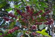 Governo e Cecafé articulam defesa do café brasileiro contra pressão dos EUA