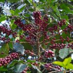 Governo e Cecafé articulam defesa do café brasileiro contra pressão dos EUA