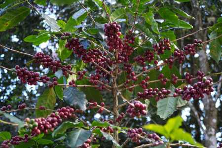 Governo e Cecafé articulam defesa do café brasileiro contra pressão dos EUA