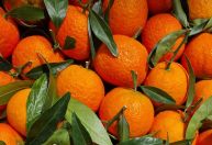 Safra de laranja fecha em 292,9 milhões de caixas; greening causou perdas recordes